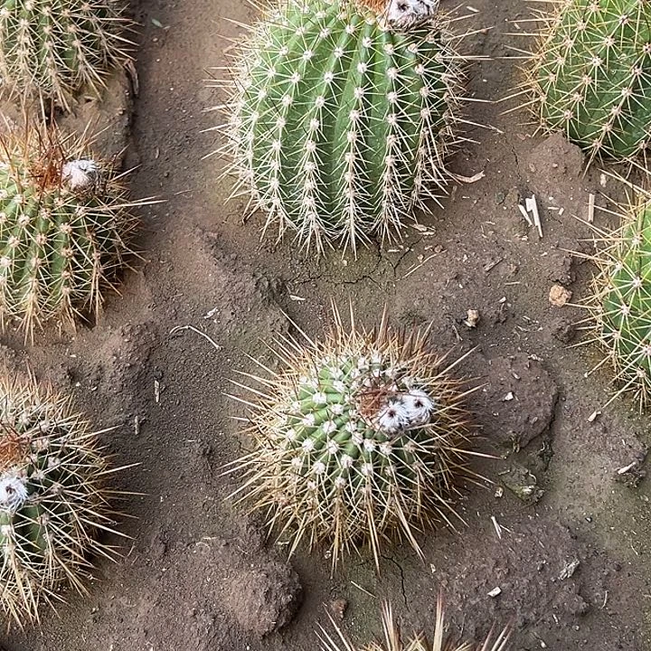 增*大满贯加强根带花大