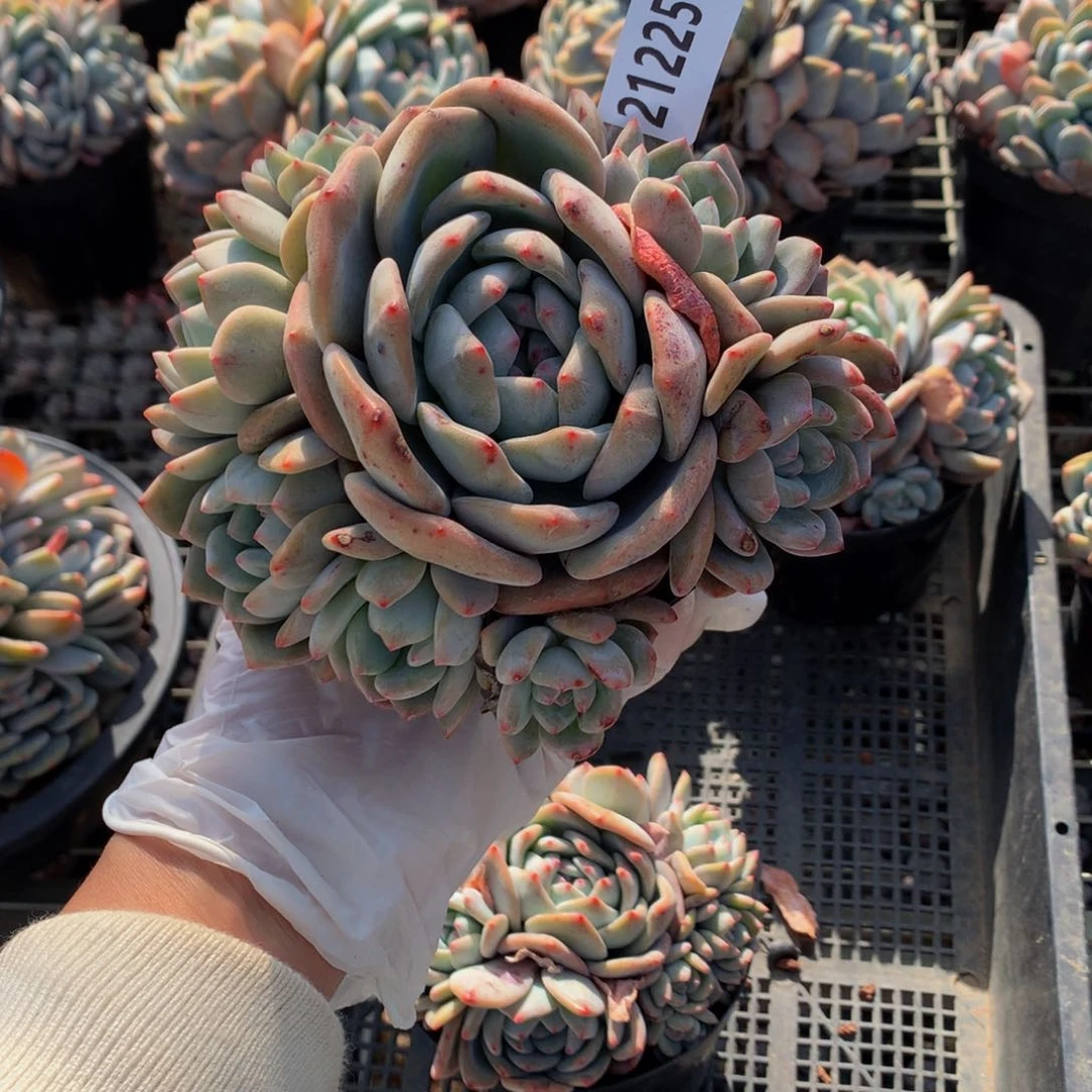 21225多头一个嗯嗯嗯嗯