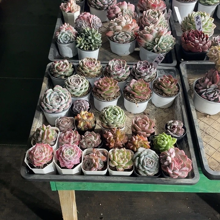 淡***水38颗发货