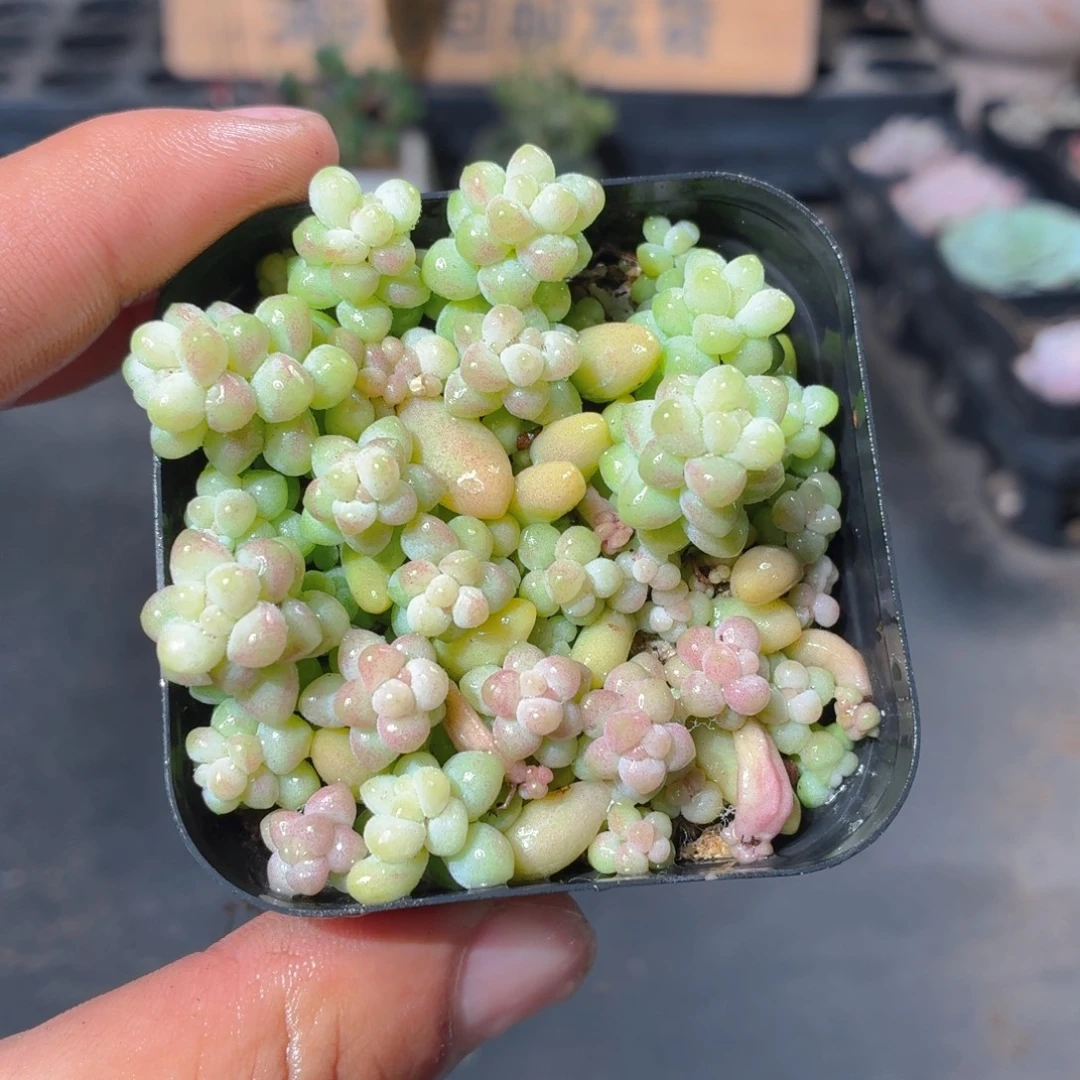 玉坠多肉9.9包邮发货