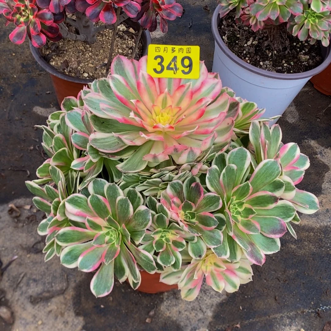 c***c多肉00000349孔雀翎