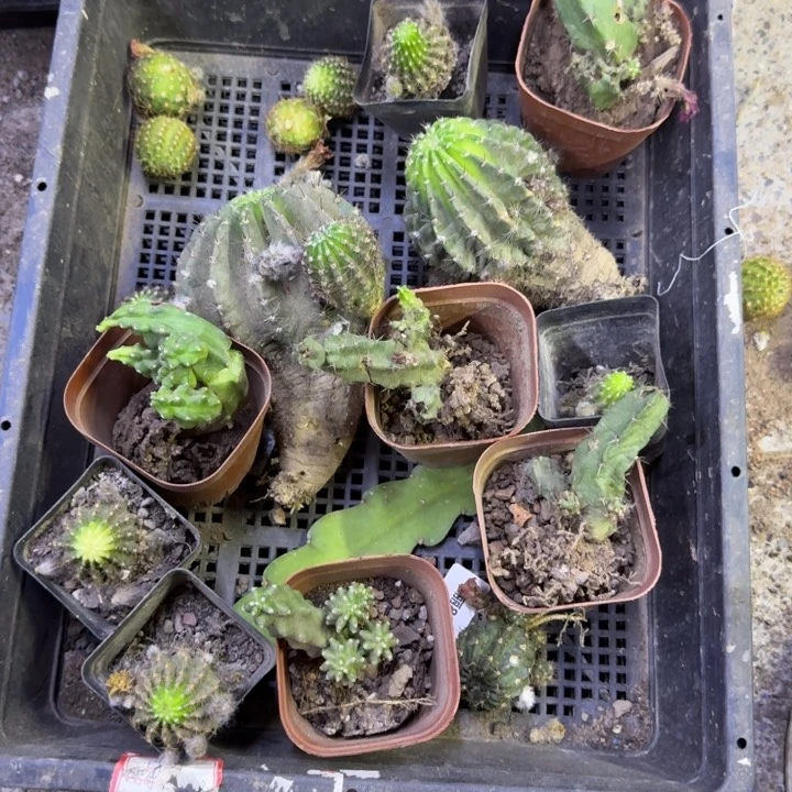 336筐拍不好无售后