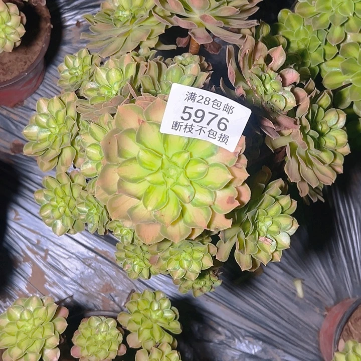 懒***觉5976韶华多肉植物