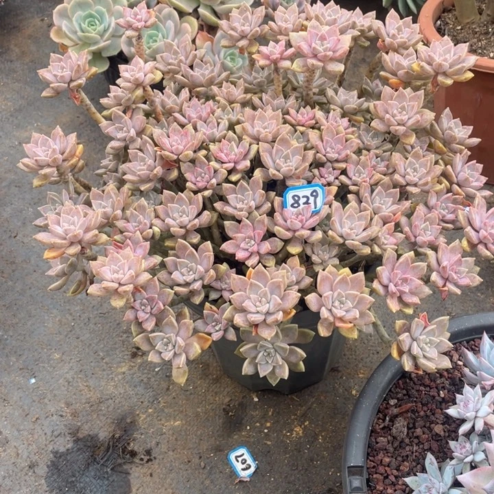 829阿伦培 一物一拍多肉