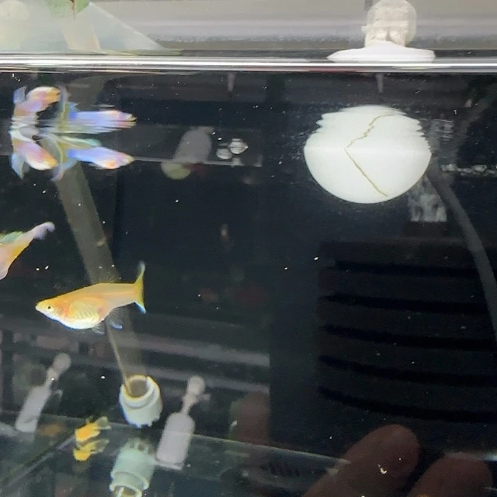 孔雀鱼黄化辛加蓝3对