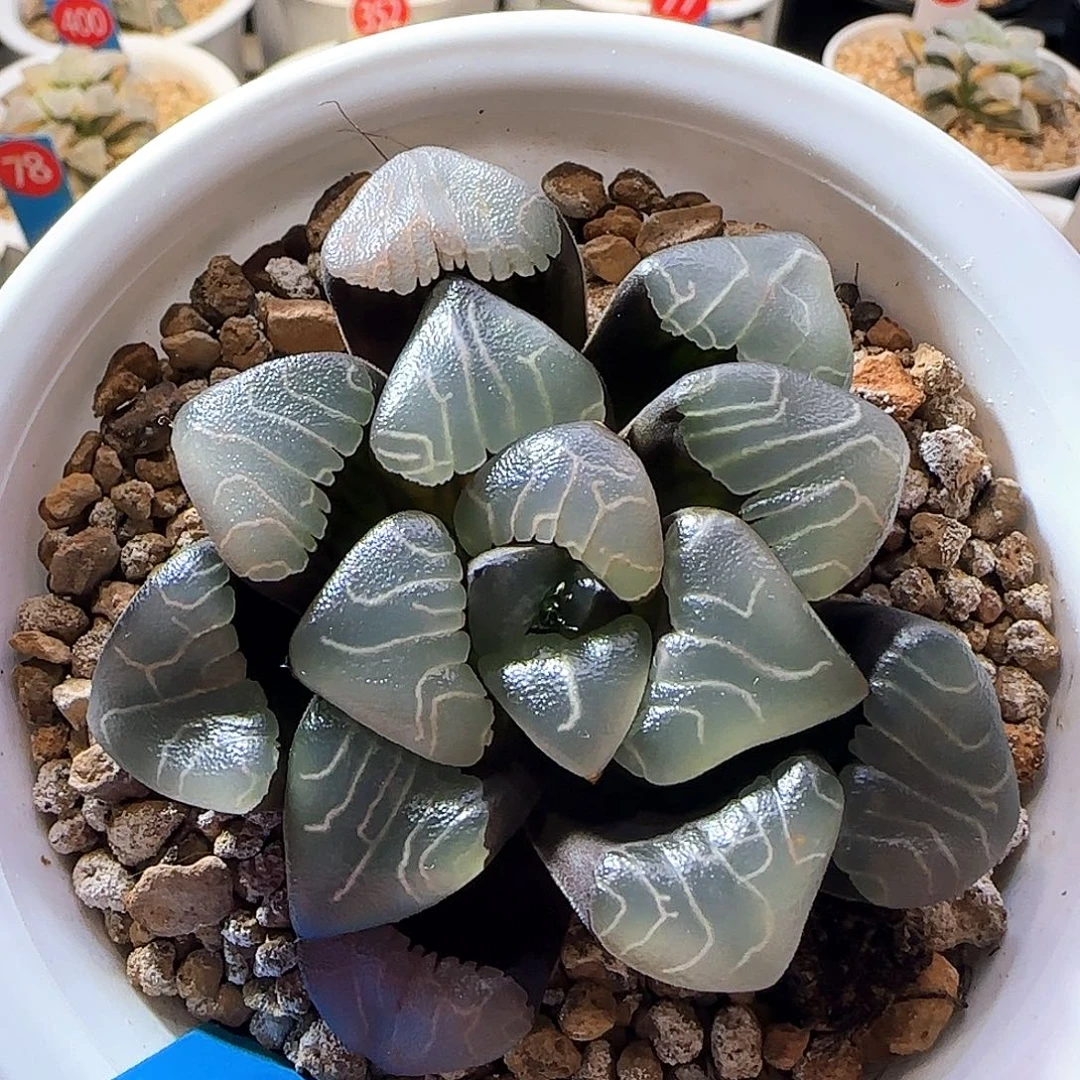 65号实生丸叶克一物一拍带盆土