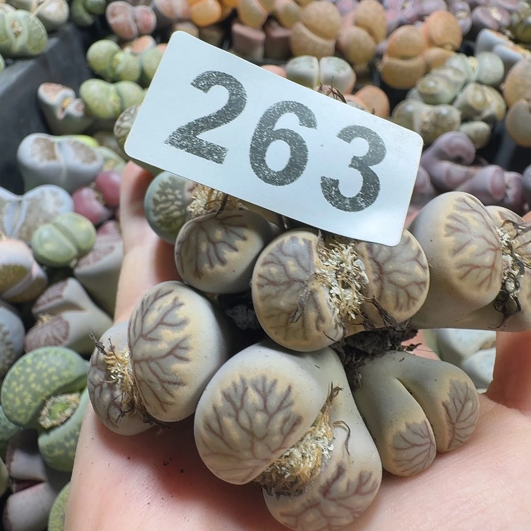 丶***卉生石花一物一拍263