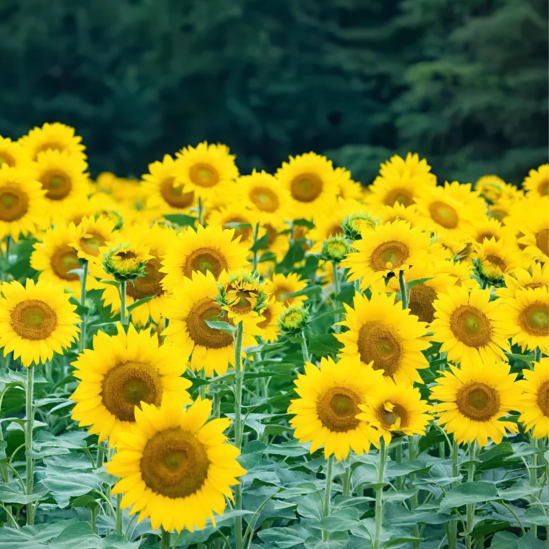 多头向日葵种孑迷你四季开花夏季耐热庭院阳台观赏盆栽多年生四季
