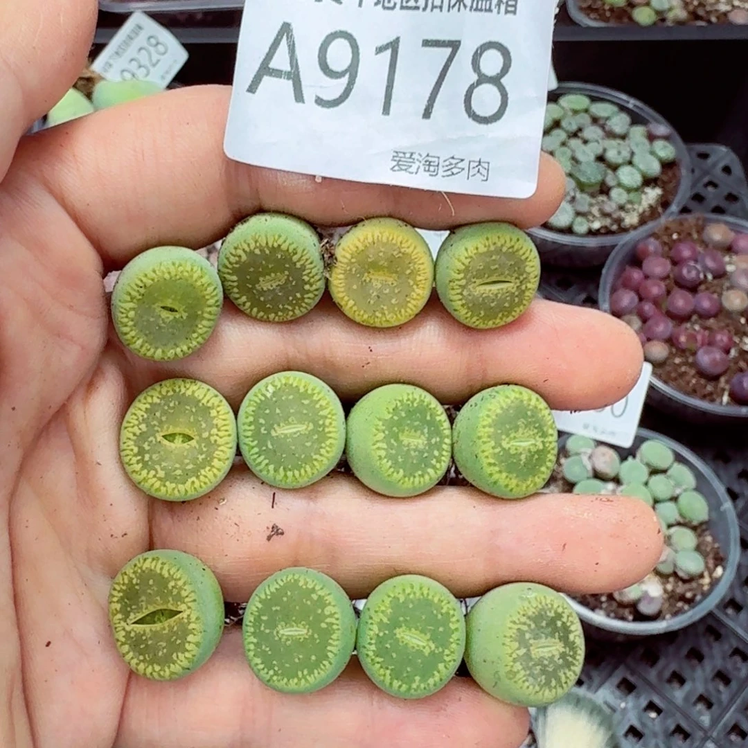 9178–—零下地区需拍保温箱