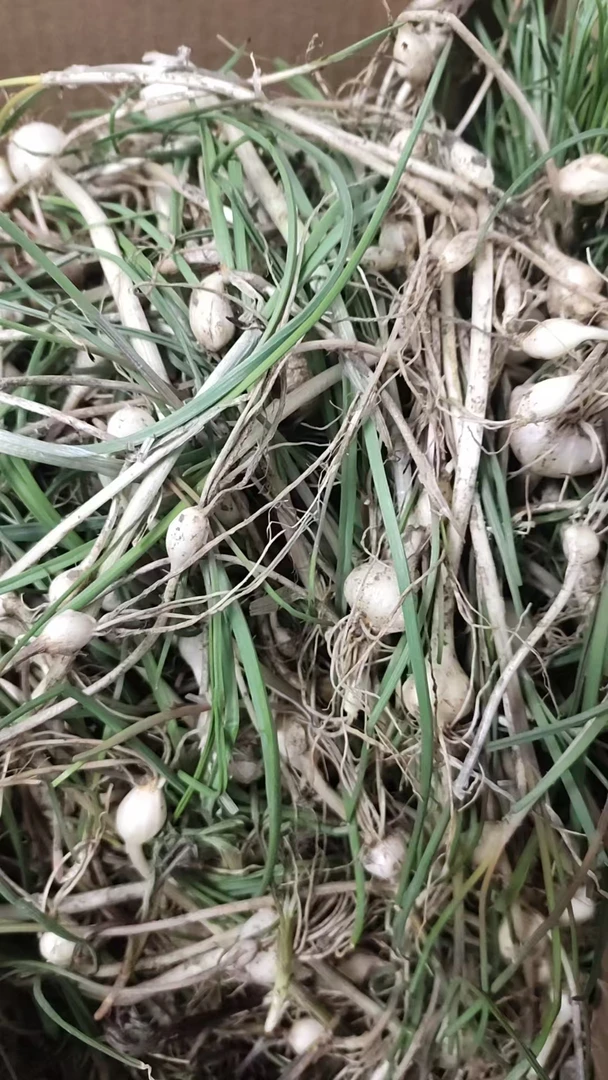 黑牛村野生小根蒜1斤装