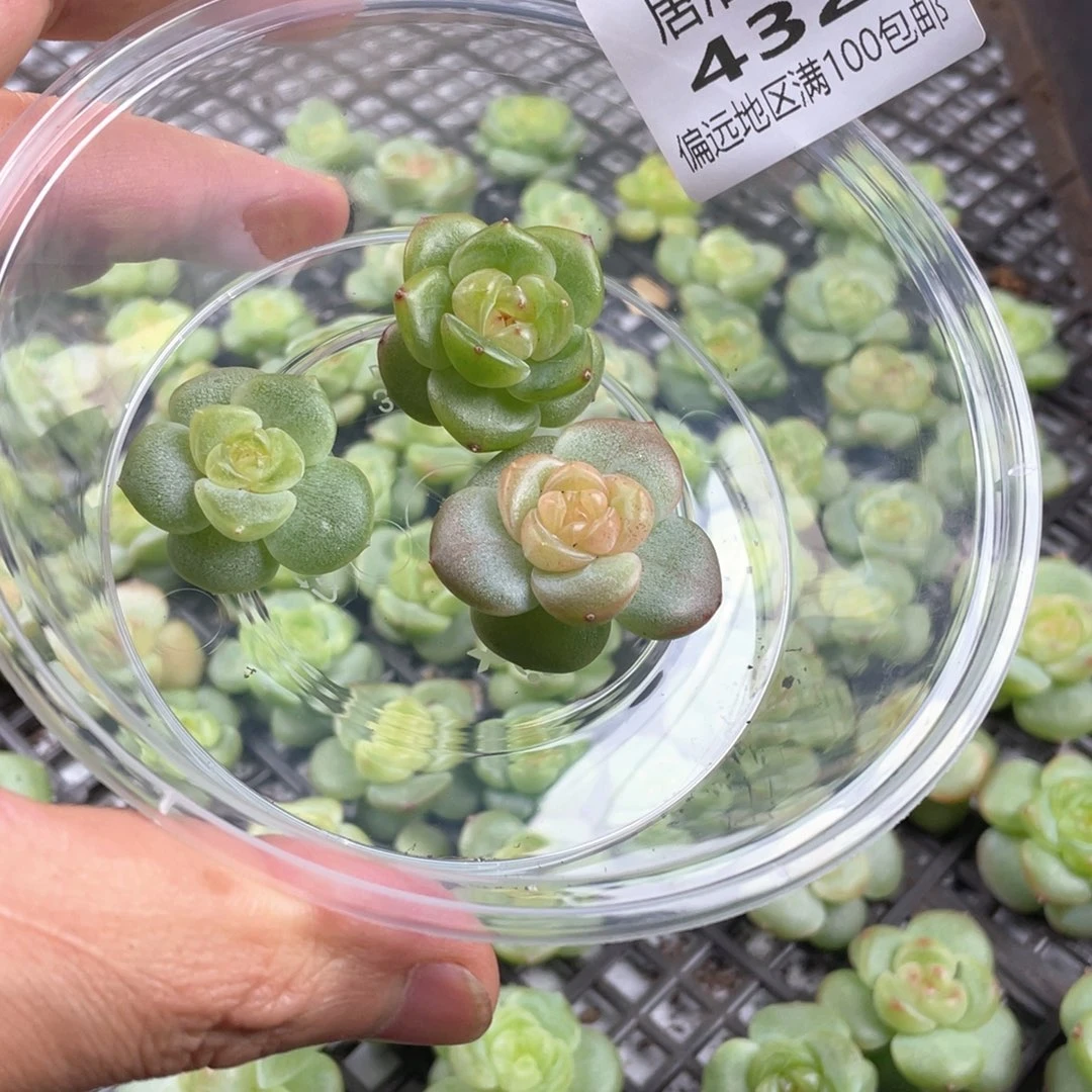 皮***力优选珍妮一物一拍432