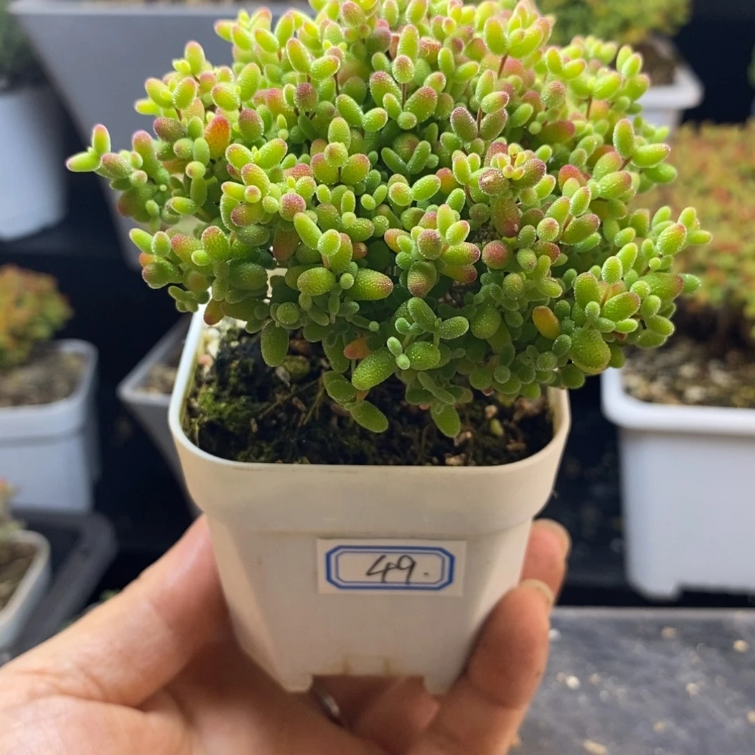 完全开放49号蜜橘（6.5cm）