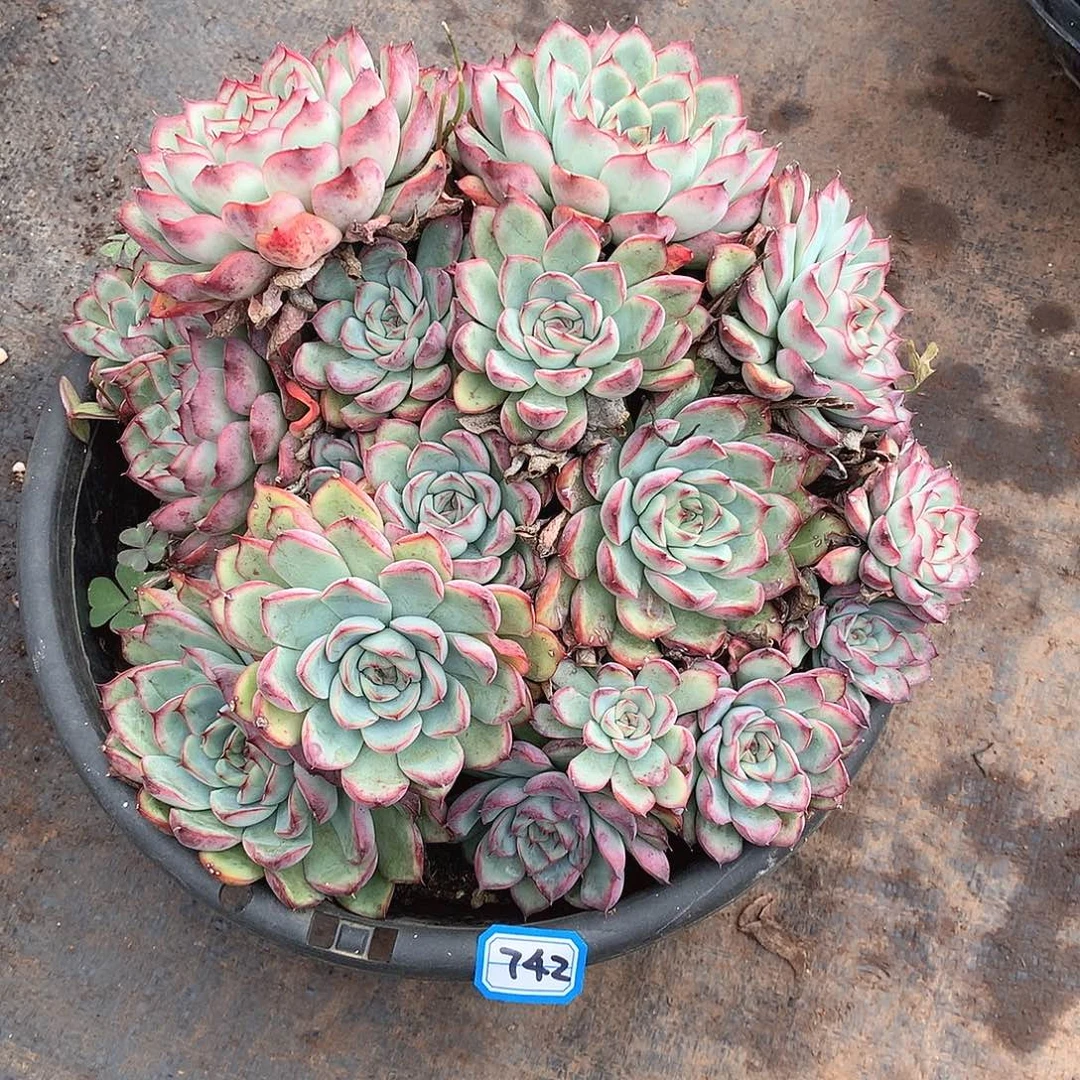 742荷花 一物一拍多肉