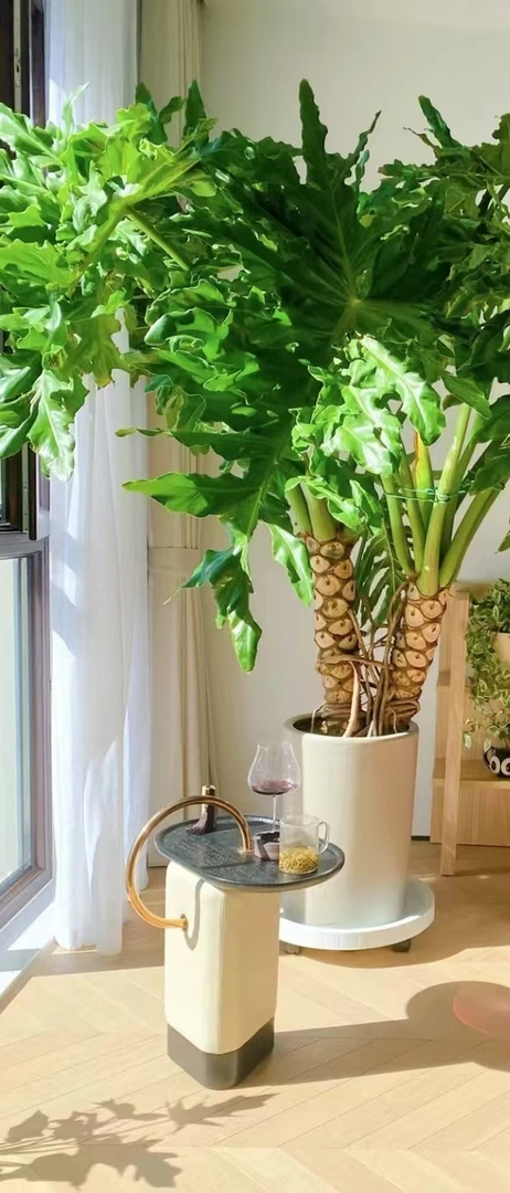 （直播间一物一拍老桩）龙鳞春羽老桩四件常绿室内外养殖基地直发