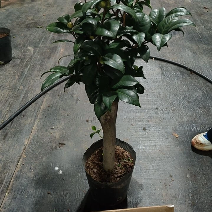 全部花苞三品混接不包邮
