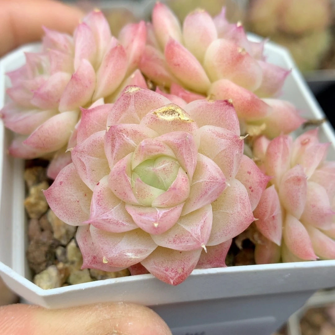 0130-06 潘多拉女王群