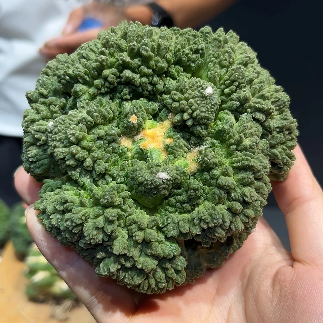 20号10cm超顶大尤哥怒无敌吊
