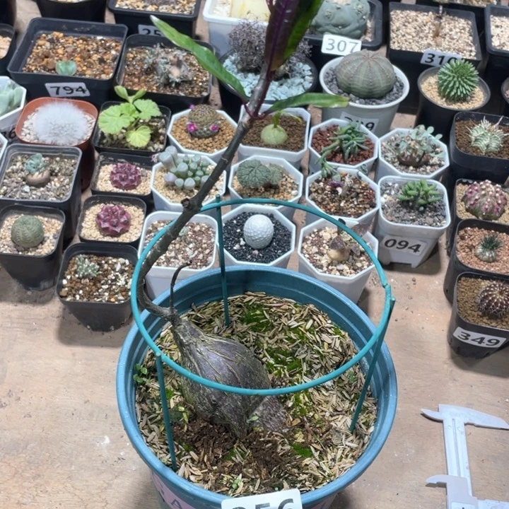 356大紫背箩魔块根