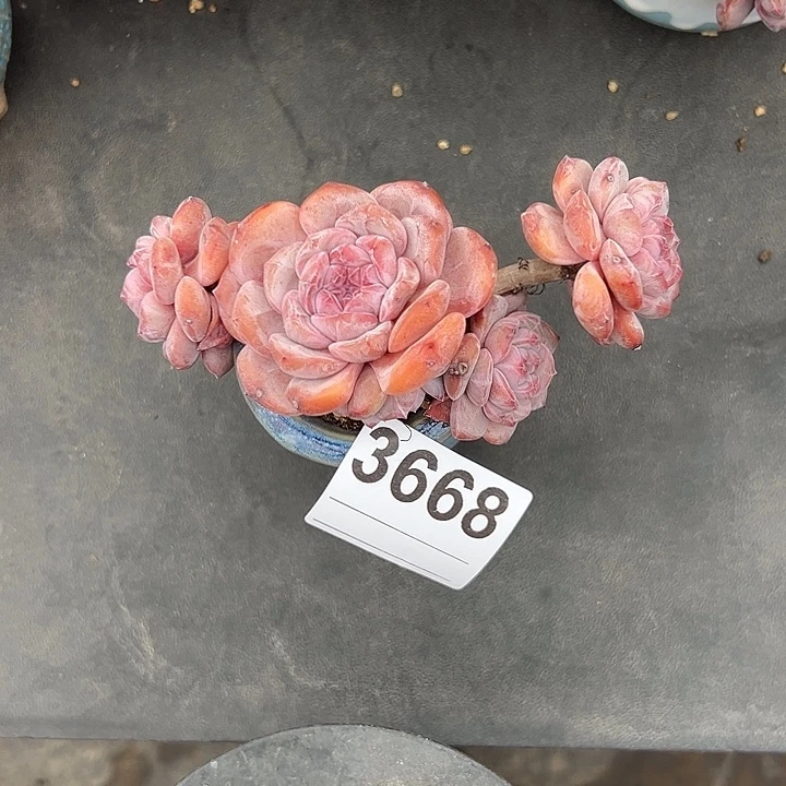 海****3668，五头星影带盆发的