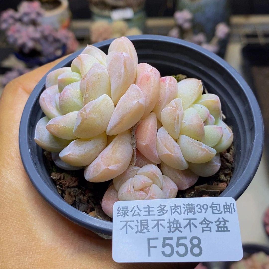 558珍妮冰玉多肉不包整