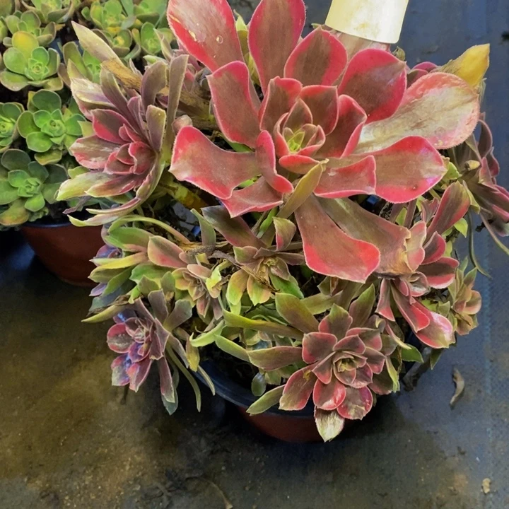 蒙娜丽莎多肉断头不包0771