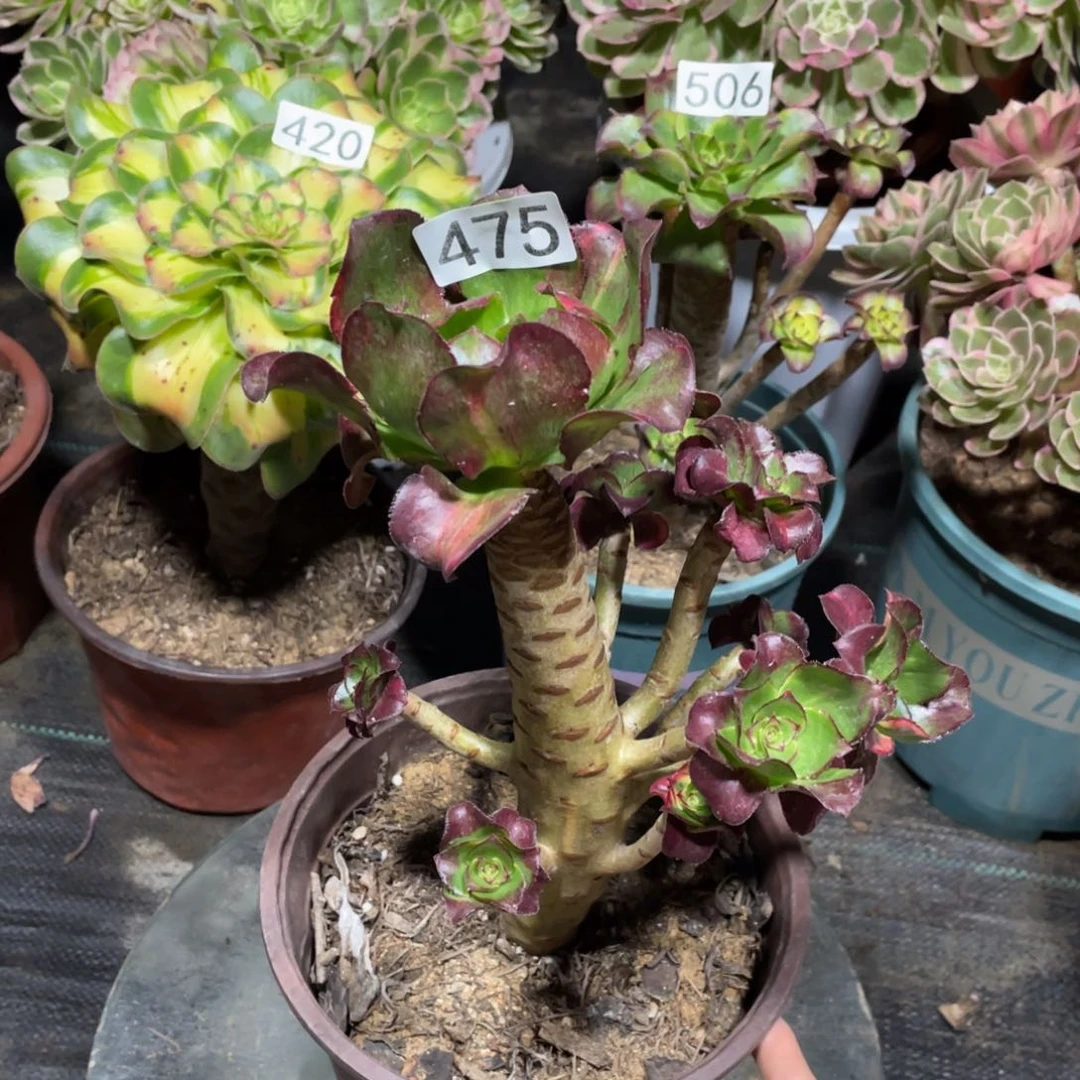 魅影七彩多肉植物