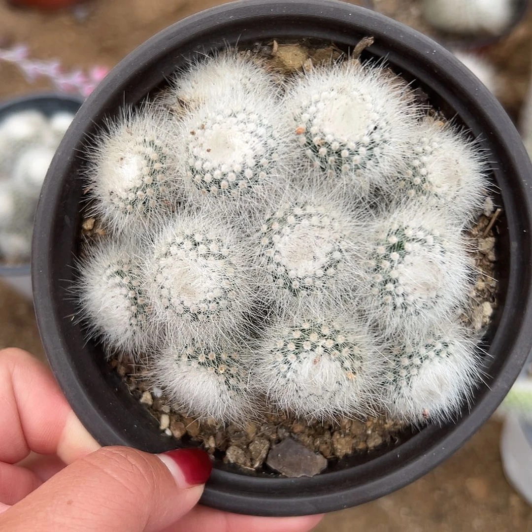 多肉植物白小丁群