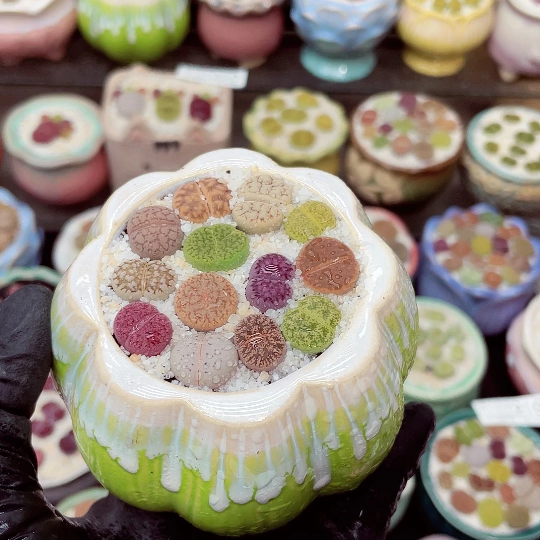 生石花18包邮0625-227