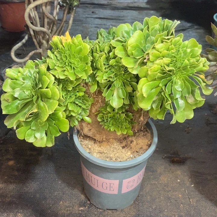 绿羊绒缀多肉植物087。