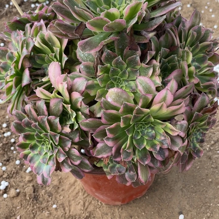 无***奈无花朵708多肉植物天河