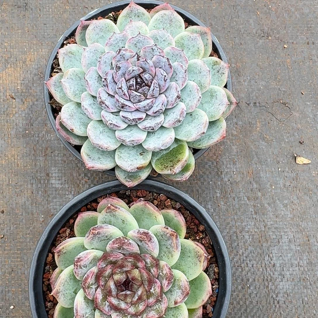 宸***宸多肉两颗发货植物