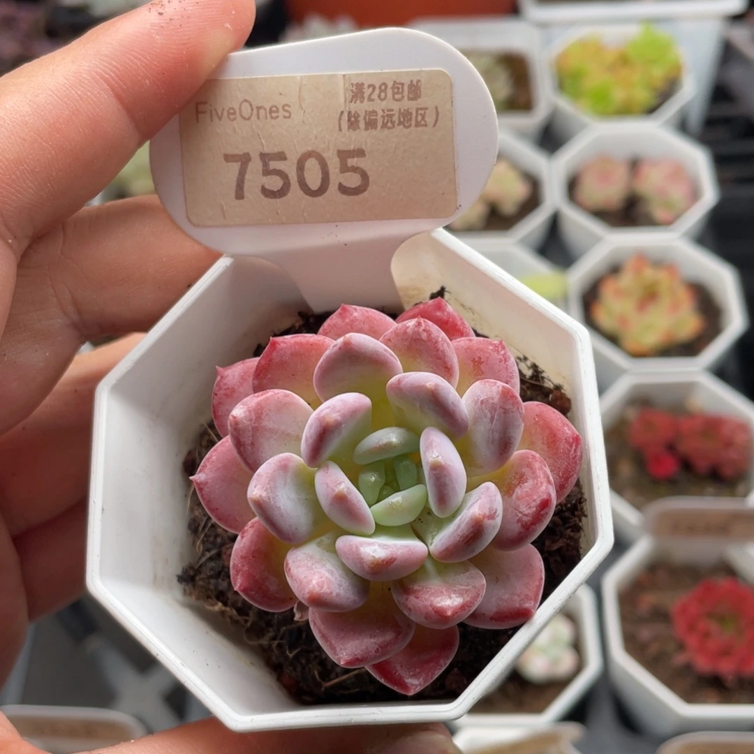 水晶琥珀7505-5厘米