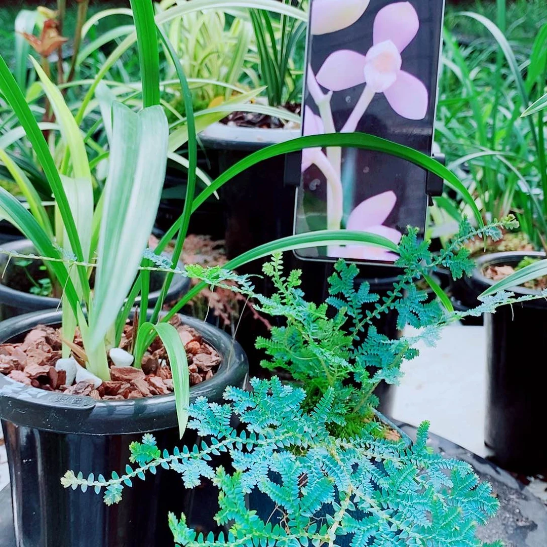 完全开放一物一拍