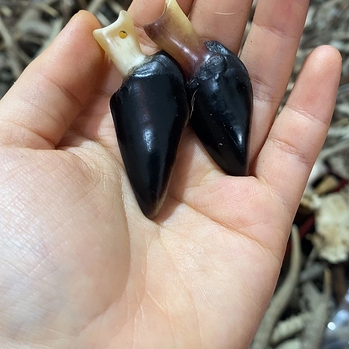 无非金属鹿蹄鹿蹄
