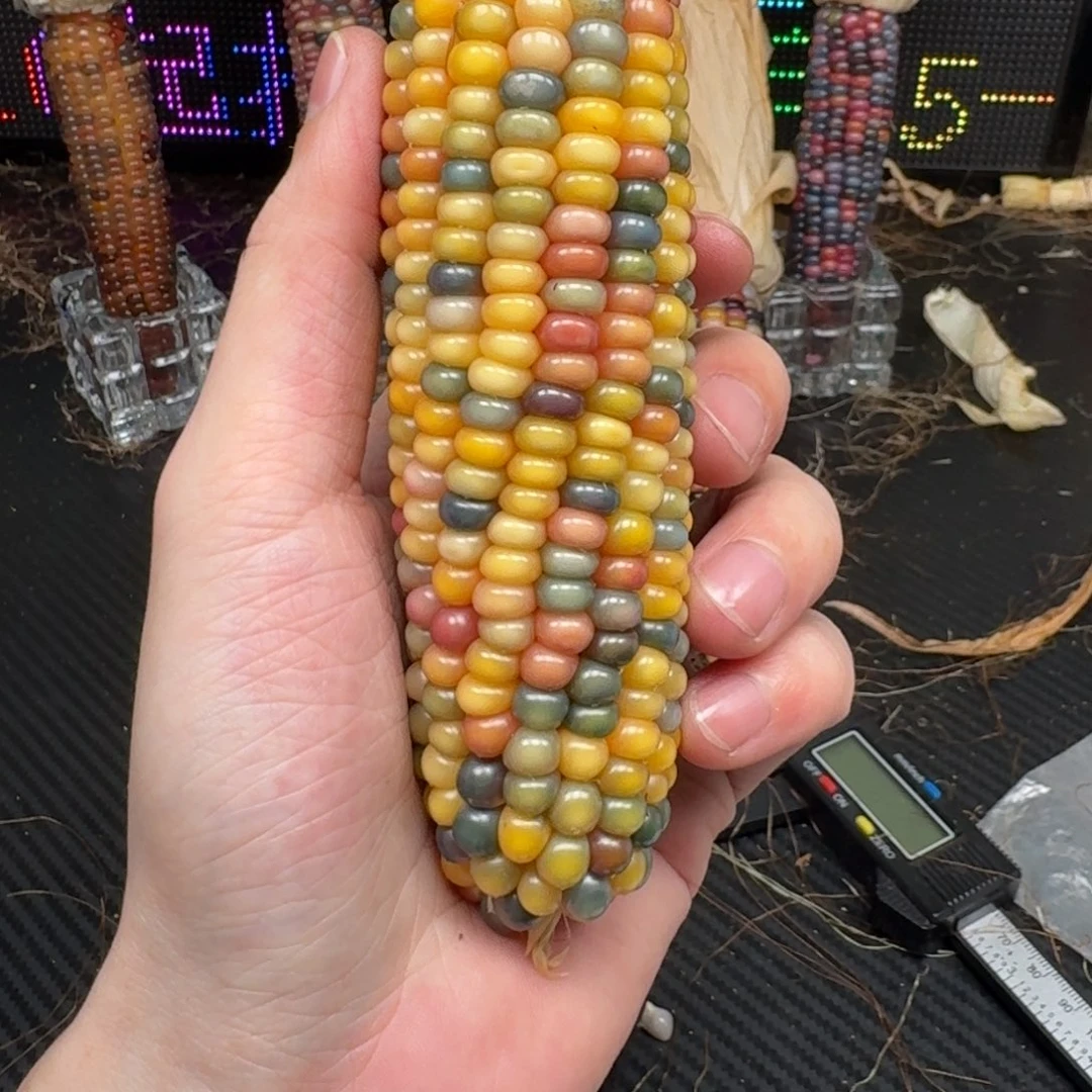 柏香籽/百香籽吊坠忆*