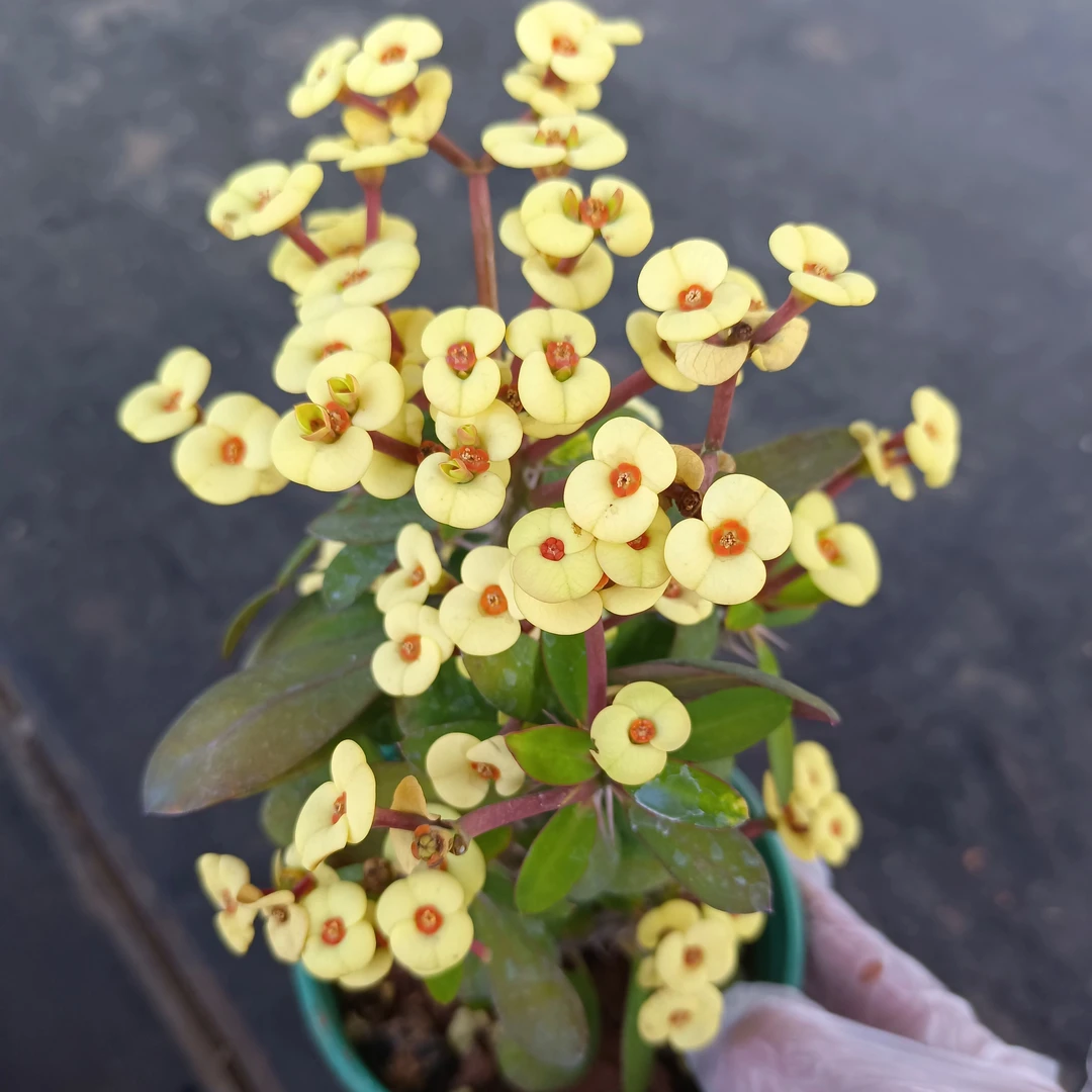 绿植花卉 小花黄花虎刺梅