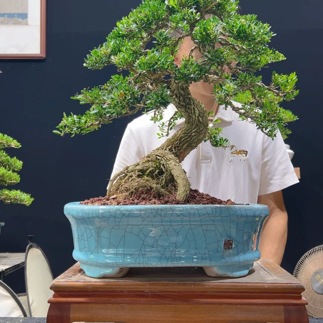 无花朵无花果皱皮雀舌黄杨