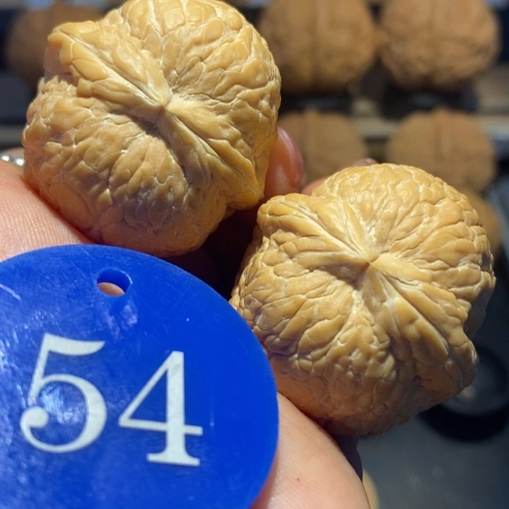 核桃五*哥粗筋大西瓜尺寸37