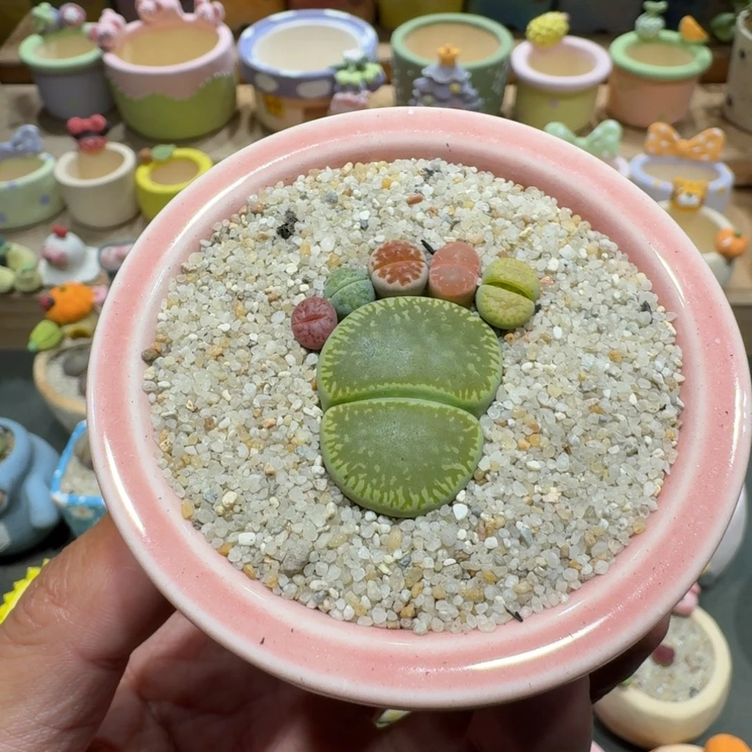 蘑菇1271彩拼脚丫多肉植物