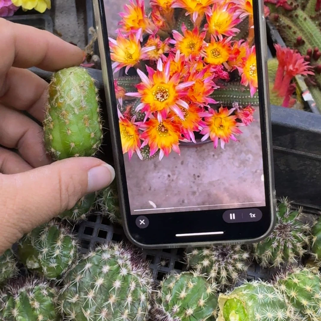 370白檀吕火焰3个无根侧牙小，20包邮