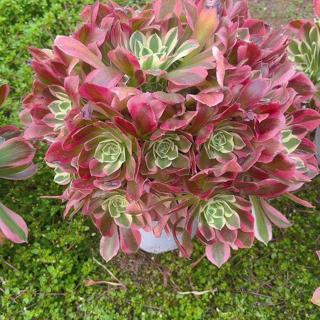 雨花石多肉植物老庄