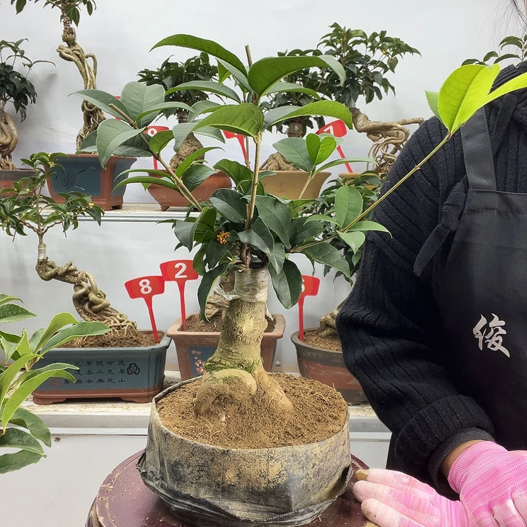 大部分花苞少量开放