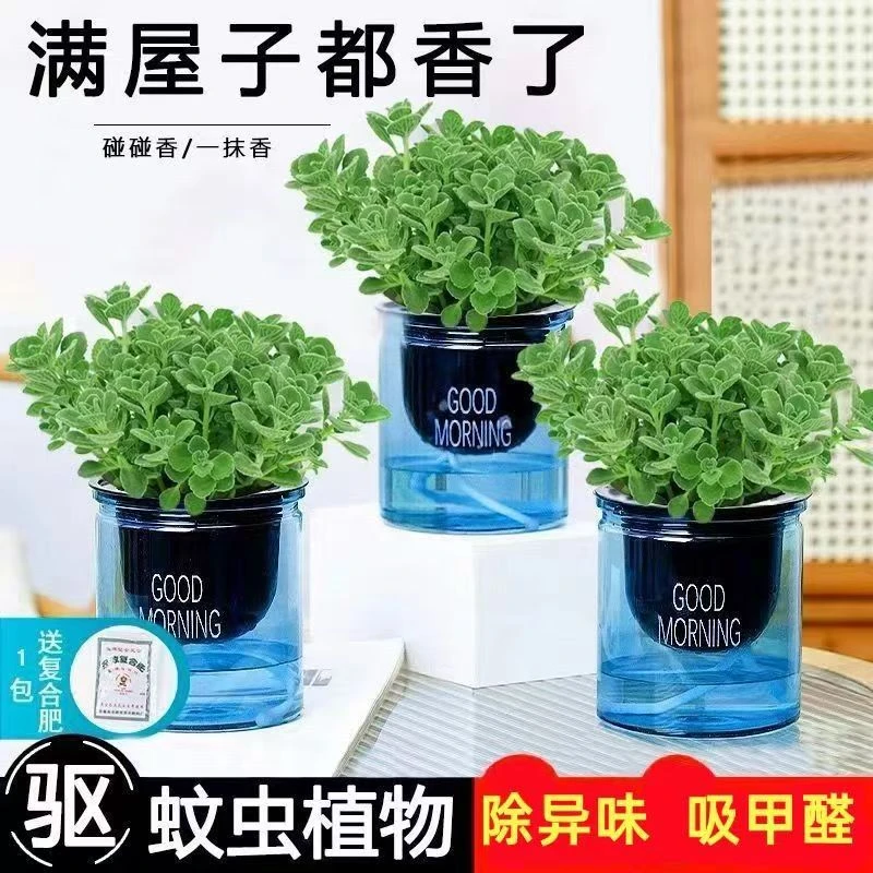 碰碰香一抹香办公室醒目防蚊植物净化空气室内外绿植桌面四季盆栽