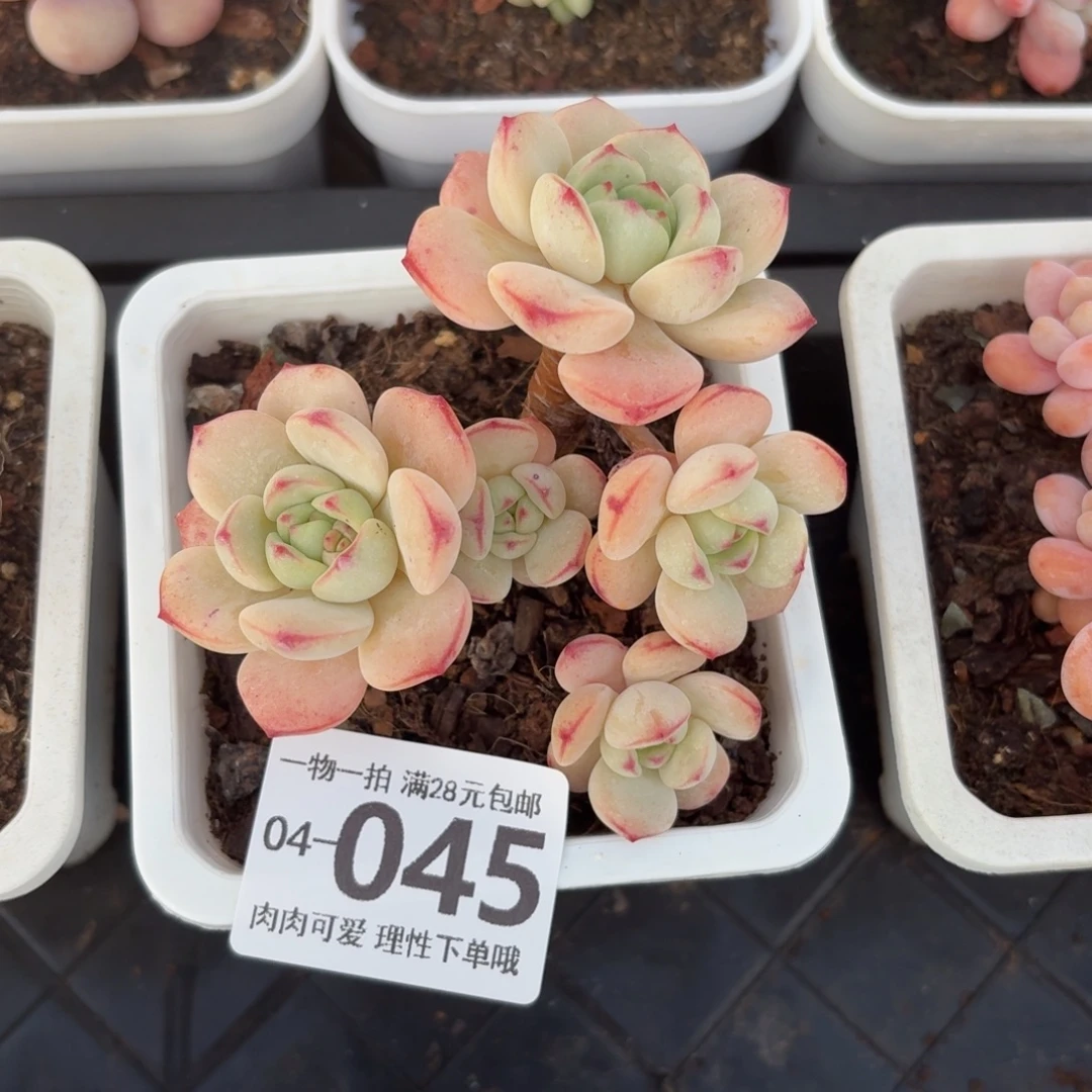 白底香草无盆土发货无