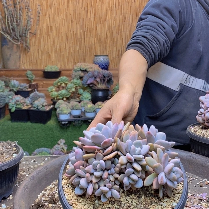 C***C283 号粉兔多肉植物