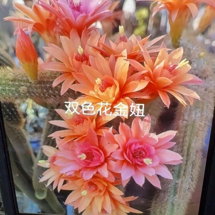 28金妞双色垂吊一个5公分左右无根侧牙，20包邮