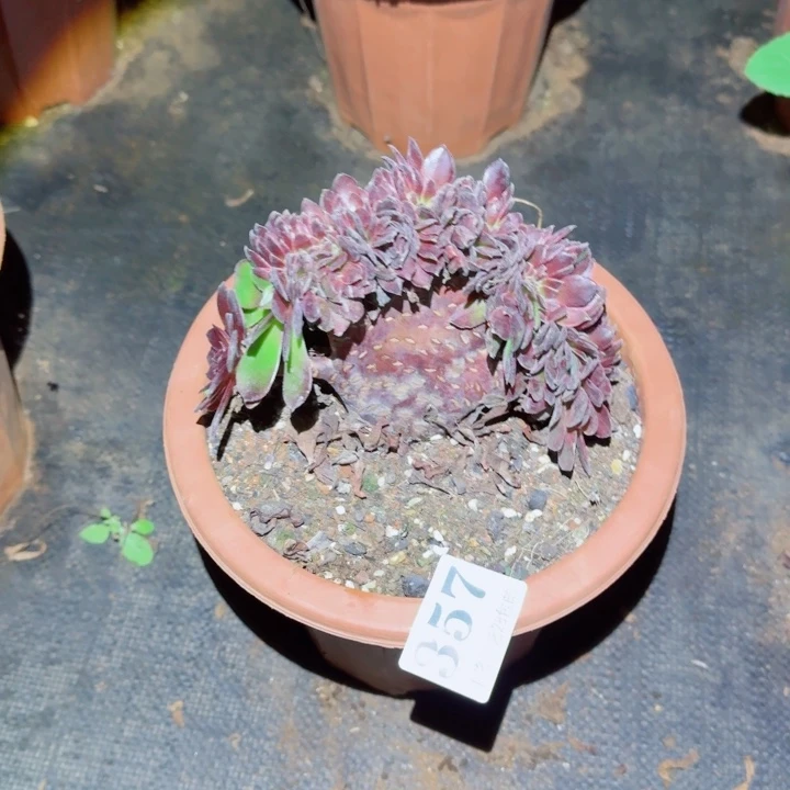 357花花公子缀化多肉植物满28包邮