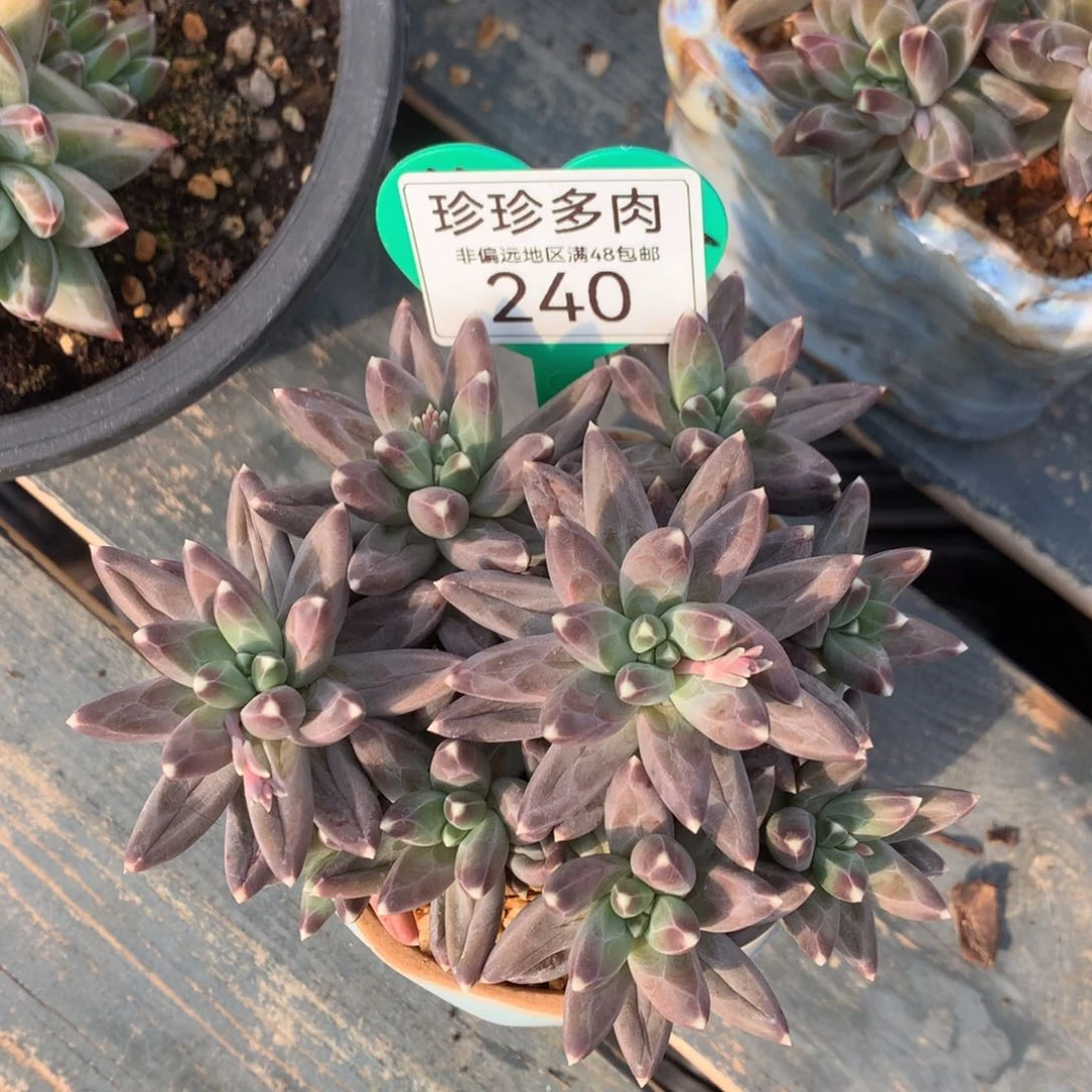 米*多乌拉克拉无砍老桩240