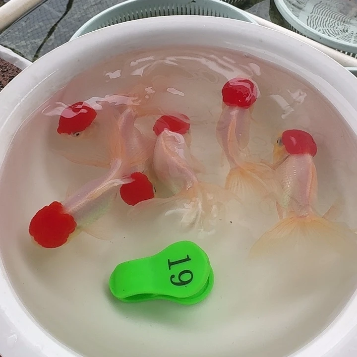 金鱼包邮包活到家
