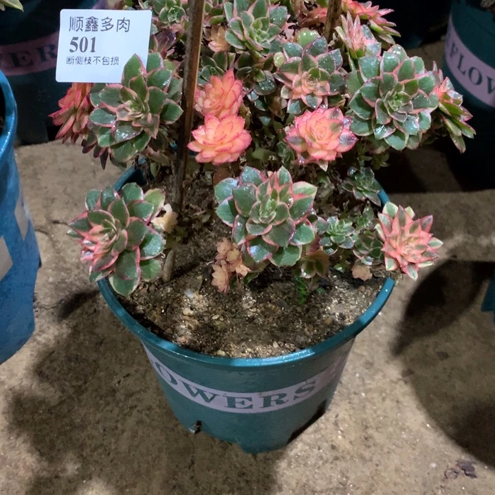 多***界501黑膜锦多肉植物特价